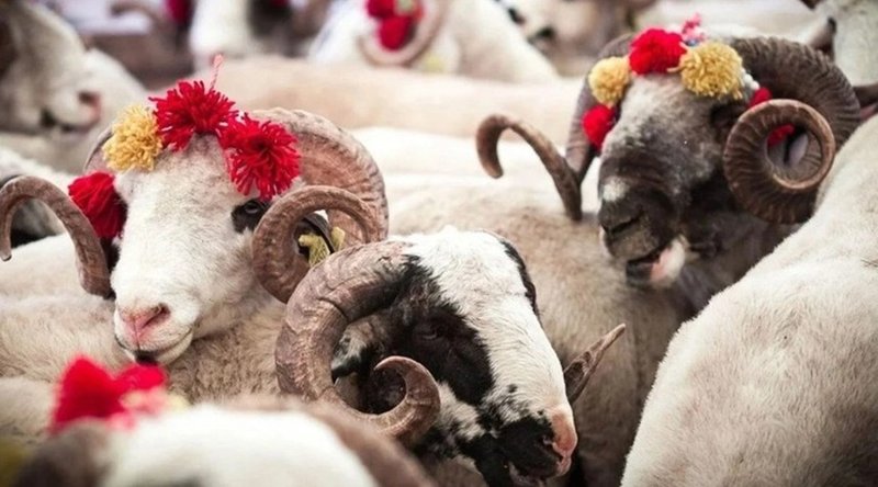 2025 Kurban Fiyatları Açıklandı! Kesim Bedelleri Ne Kadar Olacak?- Diğer Haberler