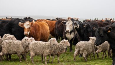 KURBAN KESİM BEDELİ 2025 DİYANET | Vekaletle kurban kesim ücreti ne kadar? (Yurt içi, yurt dışı)- 2025