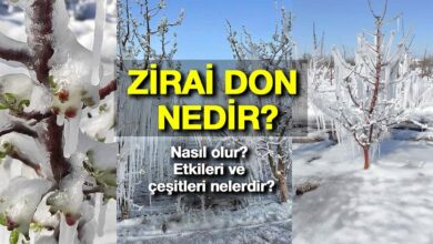 Zirai don nedir? Nasıl olur? Etkileri ve çeşitleri nelerdir? Zirai don nasıl engellenir?- Diğer Haberler