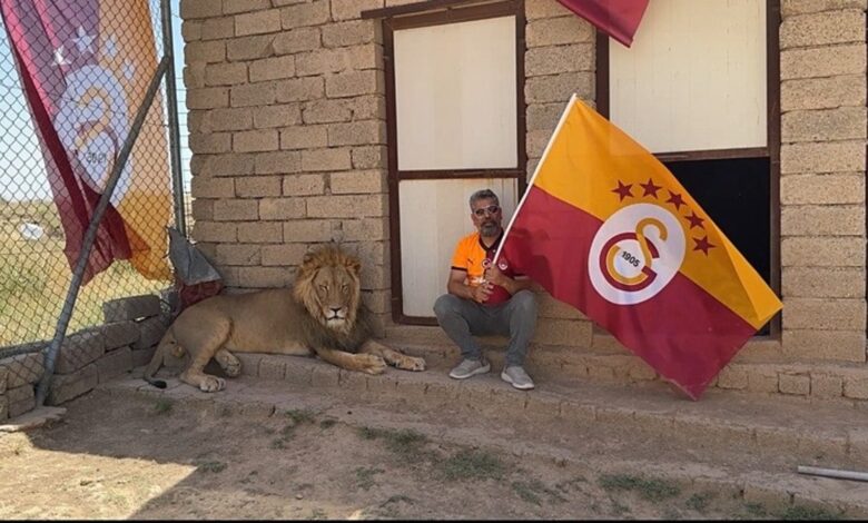 Galatasaraylı taraftar şampiyonluğu aslanlarıyla kutladı 11 Galatasaraylı taraftar şampiyonluğu aslanlarıyla kutladı- Diğer Haberler