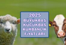 Kurbanlık fiyatları 2025 | Büyükbaş, küçükbaş kurbanlık ne kadar? Canlı hayvan kilo fiyatı- Beşiktaş