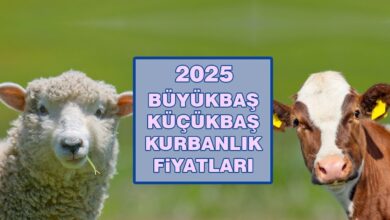 Kurbanlık fiyatları 2025 | Büyükbaş, küçükbaş kurbanlık ne kadar? Canlı hayvan kilo fiyatı- Beşiktaş
